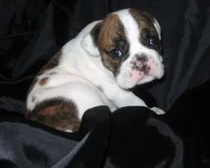 Purebred English bulldog. Brindle female. Playful and good