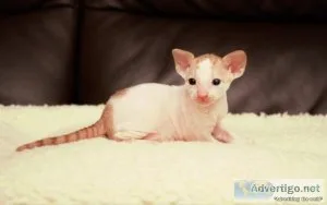 Devon rex brothers for sale.