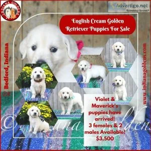1 English Cream Golden Retriever Puppies for Sale