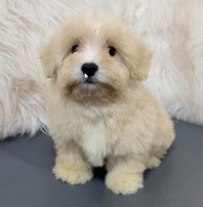 Korean Maltese Puppies For Sale Austin  Abcpuppy.com