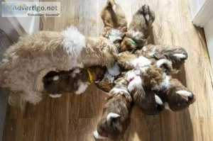 Stunning pedigree Shih Tzu puppies for sale