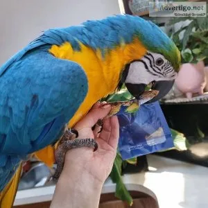 Blue and gold macaw