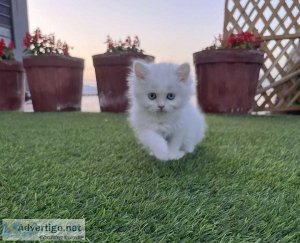 Persian Kitten available for sale in Ahmedabad at best price