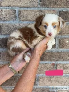Miniature Australian shepherds puppies