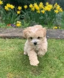 Maltipoo-puppies