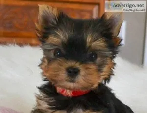 Magnificent magical Mia. AVAILABLE so tiny