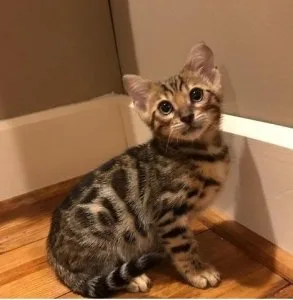 snow Bengal Kittens