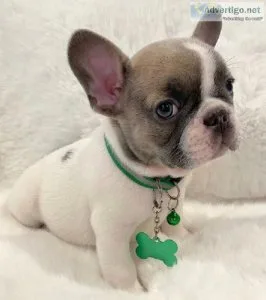 French Bulldog puppies.