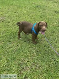 Chocolate Lab Mix Puppy