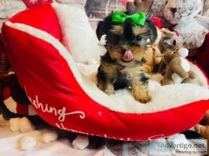 cute and adorable yorkie puppies ready to go to a new home