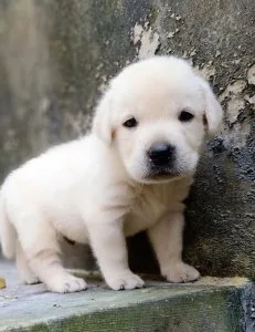 Labrador Retriever puppies...