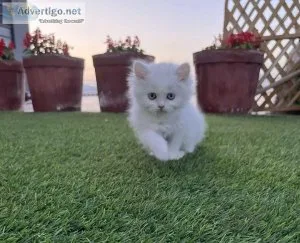 Persian Kitten available for sale in Chennai at best price