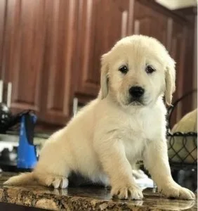 GoldenRetriever puppies