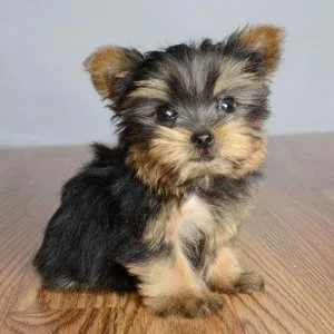 .Yorkie puppies available