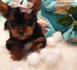 Affectionate Charming x-mass teacup Yorkie puppies for adoption.