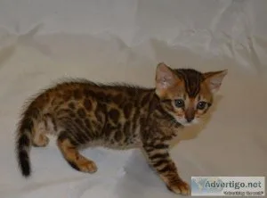 Bengal Kittens for sale