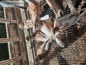 Ring neck doves