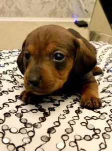 Dachshund puppies