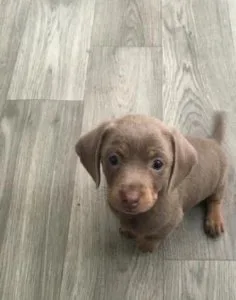 Dachshund puppies available