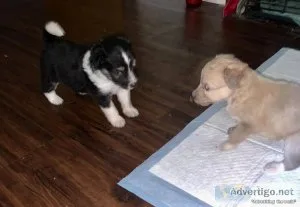 Crested mix puppies