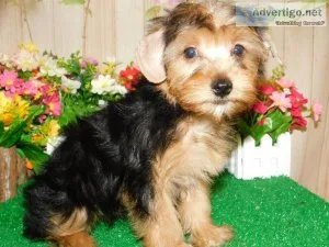 Yorkshire Terrier Boy. NonsheddingAllergy Free