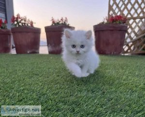 Persian Kitten available for sale in Chandigarh at best price