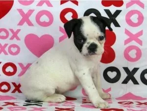 Boston terrier puppies 