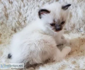 Ragdoll kittens...