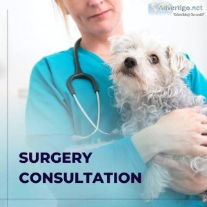 Veterinary Doctor in Gurgaon - Monkoodog