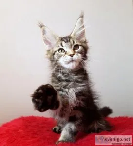 Maine coon kittens
