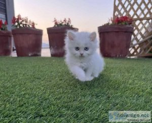 Persian Kitten available for sale in Hyderabad at best price
