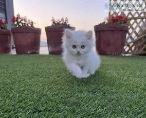 Persian Kitten available for sale in Bhiwandi at best price