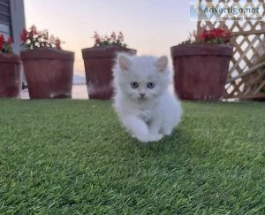 Persian Kitten available for sale in Agra at best price