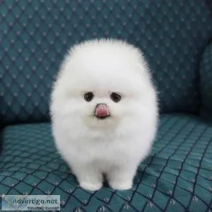 Super Adorable Teacup Pomeranian Puppies