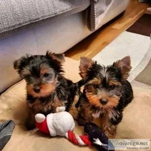 Re-home Baby face Yorkie teacup puppies for new homes(MandF)