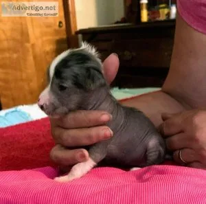 Chinese crested female