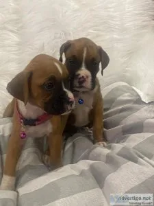Full Breed Boxer Puppies