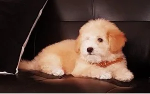 Playful Maltipoo Tcup Adorable