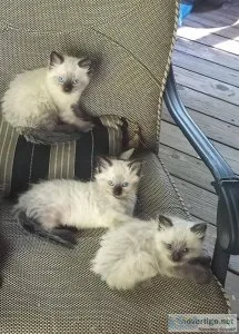 Ragdoll Kittens For Sale