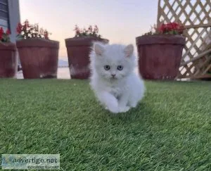 Persian Kitten available for sale in Gurgaon at best price