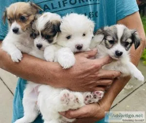 Maltipom puppies