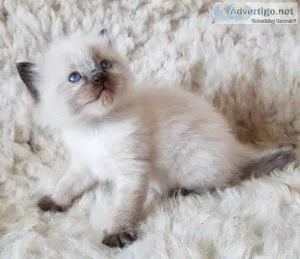 Ragdoll kittens..