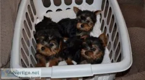 Lovely AKC Yorkshire Terrier Puppies