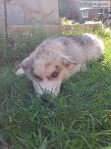 Husky puppies