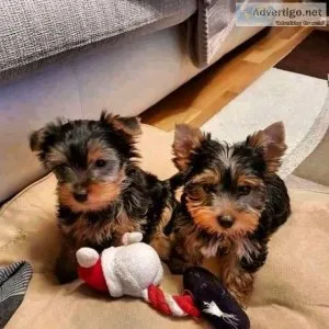 Doll Face Yorkie Puppies Ready Now 12 Weeks Old