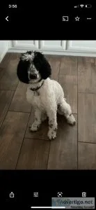 Moyen Poodle