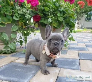 AKC male and female French bulldog for adoption