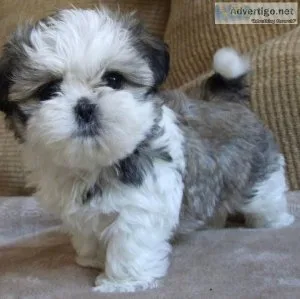 Beautifulshih tzu girl is looking for good home.