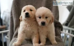 My Gorgeous Golden Retriever Puppies