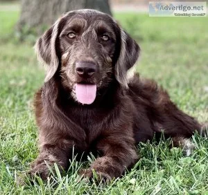 Beautiful Labradoodle